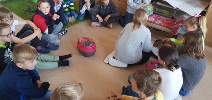 Kaninchen in der Schule