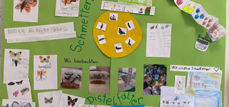 Distelfalter in der 1b